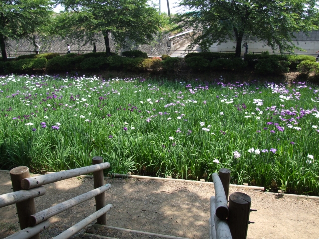 伊勢崎市赤堀花しょうぶ園の花の写真
