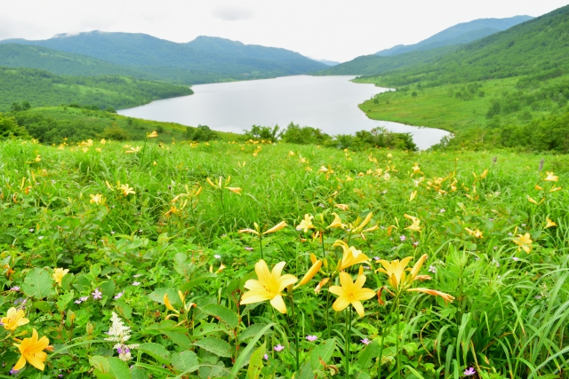 黄色い花が湖畔に咲く野反湖の画像