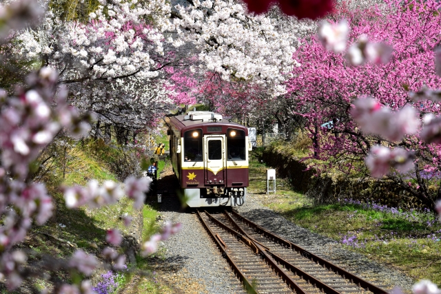 春、満開の桜の木々の間を走るわたらせ渓谷鉄道
